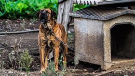 狗狗，看們，愛犬，寵物（示意圖／翻攝自Pixabay）