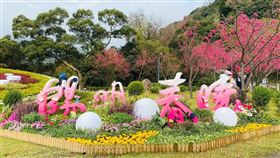 2023陽明山花季以「陽明春曉」為主題，展期自2月11日至3月19日，各品種櫻花、杜鵑相繼綻放。（圖／翻攝自陽明山花季粉專）