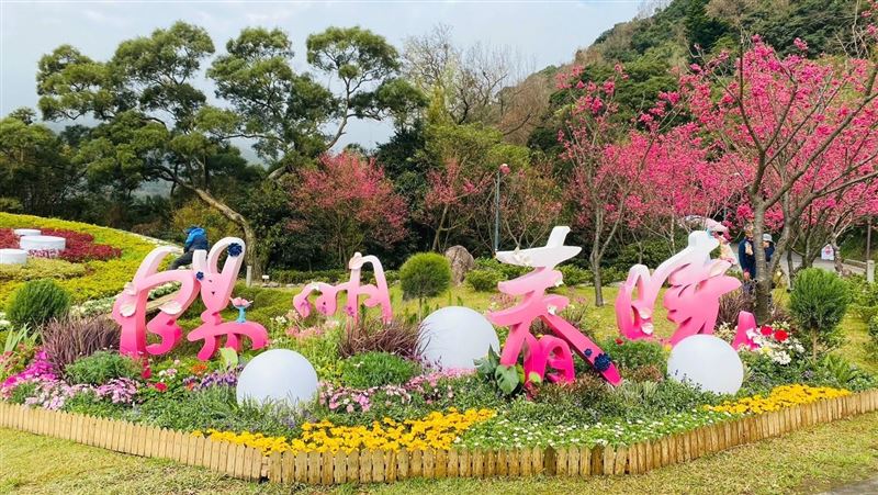 春櫻綻放！2023陽明山花季陽明春曉開跑啦