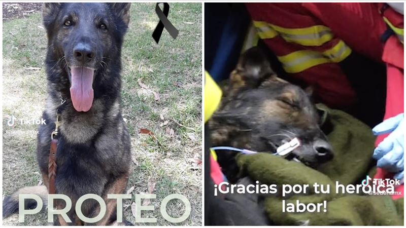 任務中罹難　墨國搜救犬Proteo最後身影曝