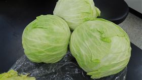 高麗菜（農委會高雄場提供）