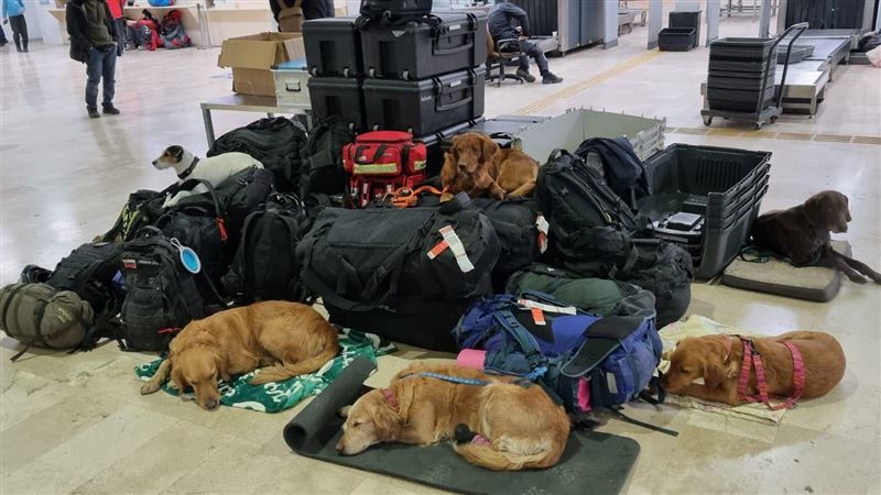 狗英雄任務結束！機場「趴地睡翻」照曝光