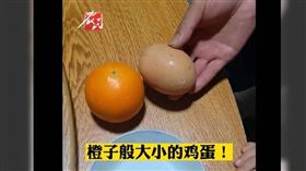 ▲出現一顆如橘子般大的雞蛋，女子在眾人面前一打開，發現箇中奧秘。（圖／翻攝自微博）