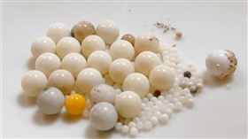 0214舍利子(佛光山提供)