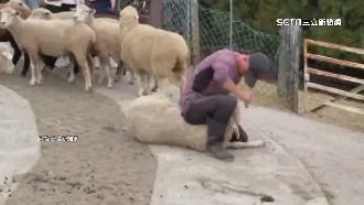綿羊誤食異物被「過肩摔」清境農場道歉了