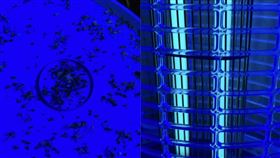 蚊子,捕蚊燈,雪芙蘭,蚊屍https://www.fotor.com/design/project/29274611-2ef2-4d99-9ea3-7a94f147ad61/collage