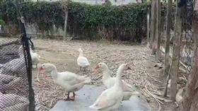 騎士控鵝追車咬人! 法官:鵝