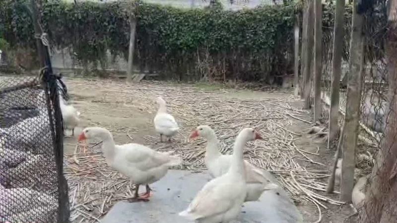 騎士控鵝追車咬人！法官：鵝呆萌裁定不罰