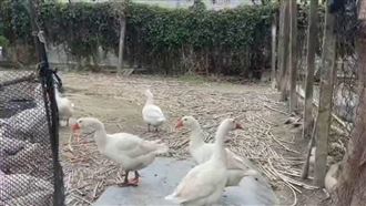 騎士控鵝追車咬人！法官：鵝呆萌裁定不罰