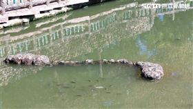 嘉義,烏龜,太保,龜屍,水牛公園