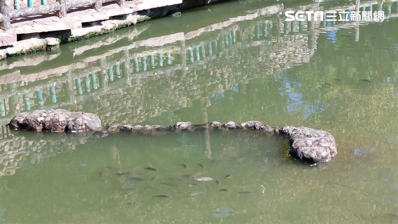 公園埤塘500烏龜集體死亡　淒慘死狀曝光