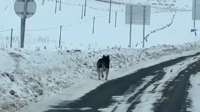 雪地驚見黑色生物！牠轉頭1表情全家笑翻