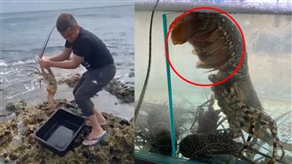 抱卵大龍蝦要賣嗎？老闆這動作太棒了