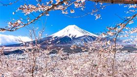 富士山櫻花．Klook提供