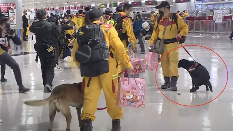 台灣汪汪隊抵台！下機凍未條⋯秒蹲地解放
