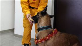 汪英雄回來了！北搜犒賞2犬吃大餐　「開心啃雞腿」畫面萌翻全網。（圖／翻攝自臺北市搜救隊臉書）