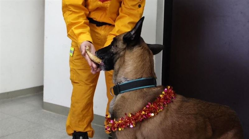 北搜犒賞2汪英雄　開心啃雞腿畫面萌翻網