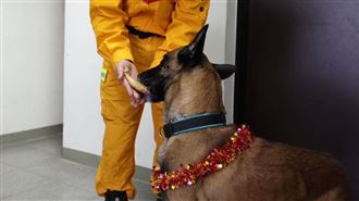 北搜犒賞2汪英雄　開心啃雞腿畫面萌翻網