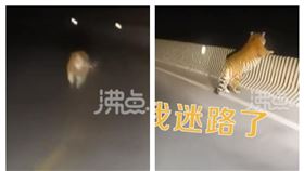 吉林有駕駛遇到老虎（圖／翻攝自沸點視頻）