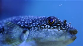 河豚https://twitter.com/julinda3/status/1625738525797908480