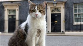 賴瑞,英國捕鼠大臣（圖／翻攝自@Number10cat 推特）