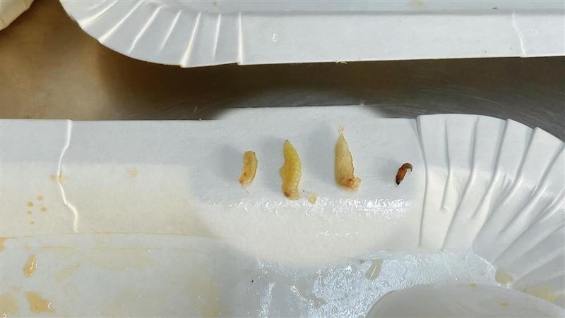 母花椰菜挑出4菜蟲　兒崩潰：都吃了