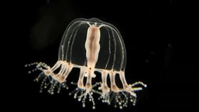 屏東海生館展出絕美水中吊鐘　帶你看顯微鏡下的枝足水母（業配勿用）