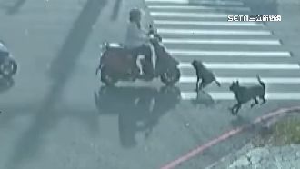 路口突衝2黑狗！71歲騎車婦躲閃不及慘摔