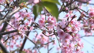 武陵農場櫻花盛開　本周進入第一波高峰