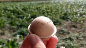 無人機投放寄生蜂球  效率強6倍花蓮區農改場表示，因須用釘書機一片片釘在作物葉子上，很費工；已實測改用無人機投放載著內裝寄生蜂卵片的蜂球，對比現行做法，效率提高6倍以上。（花蓮區農改場提供）中央社記者楊淑閔傳真  112年2月17日