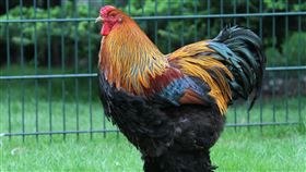 67歲癌翁倒臥在血泊中！兇手是「雞」爪上有血　目擊者：小腿被啄出洞，公雞,雞，示意圖/翻攝自Pixabay