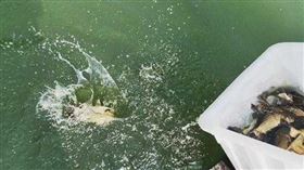 ▲徐女放生上萬公斤的鯰魚。（圖／翻攝自大象新聞）