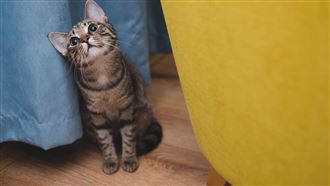 不要小孩要毛孩　9成上班族陪寵物2.5小時