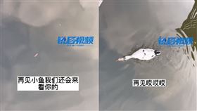 中國有一家人帶著寵物金魚放生，結果下秒被鴨子吃光。（圖／翻攝自《銳目視頻》）