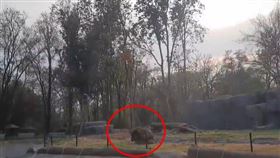 獅子上演活春宮（圖／翻攝自Korattimes บ้านเอ็ง臉書）