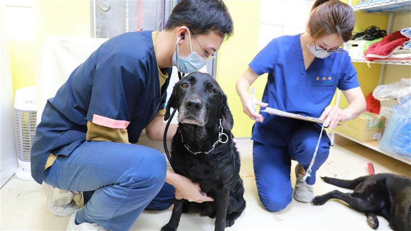 搜救犬返國健檢　Melody「淚眼汪汪」