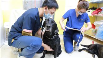 搜救犬返國健檢　Melody「淚眼汪汪」