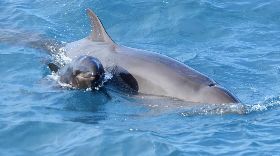 抹香鯨π計畫首航  遇偽虎鯨群還見鯨