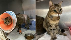 圖／翻攝自安定動物醫院臉書