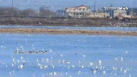 嘉鷺蚌相.爭1800