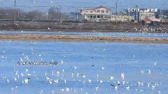 成語真實版！白鷺、文蛤上演「鷺」蚌相爭