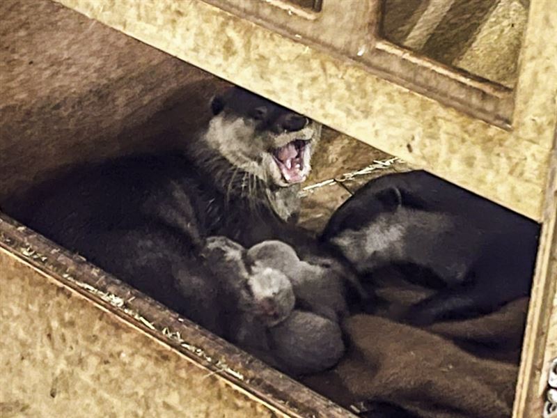 &nbsp; 小爪水獺爸媽辛勤照顧小寶寶。（圖／動物園提供）&nbsp;