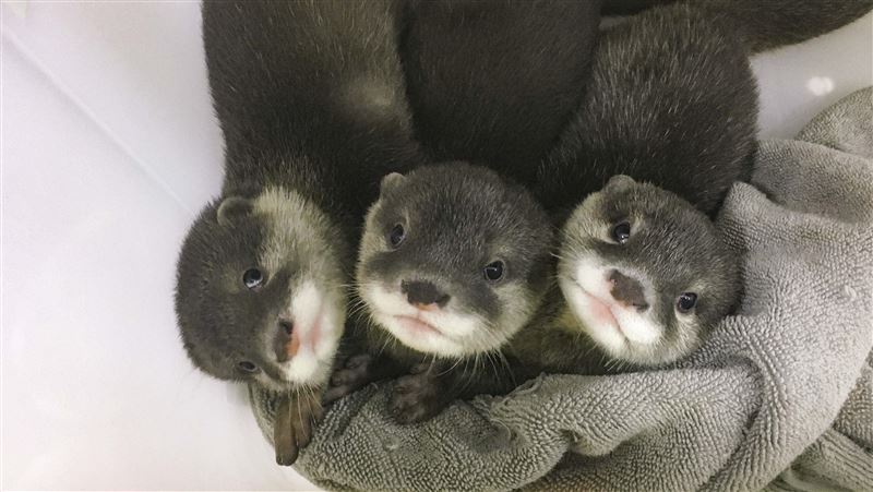 超萌！睽違4年動物園小爪水獺有新生寶寶