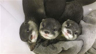 超萌！睽違4年動物園小爪水獺有新生寶寶