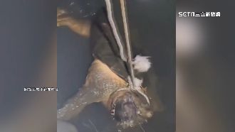 大鱷龜張口嚇人　釣客捕撈「新店溪霸主」