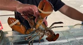 長照業者，虎尾夜市，捐血送波士頓龍蝦，民眾踴躍(圖／翻攝畫面)