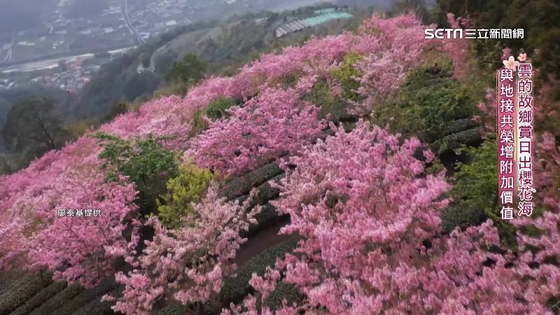 武界賞櫻一條龍　旅遊業找地接共創商機