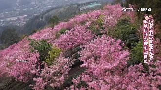 武界賞櫻一條龍　旅遊業找地接共創商機