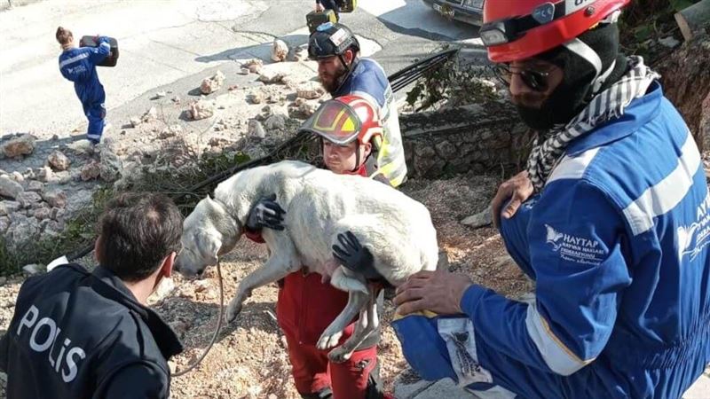 土敘強震救動物！古城900隻貓狗牛鳥生還