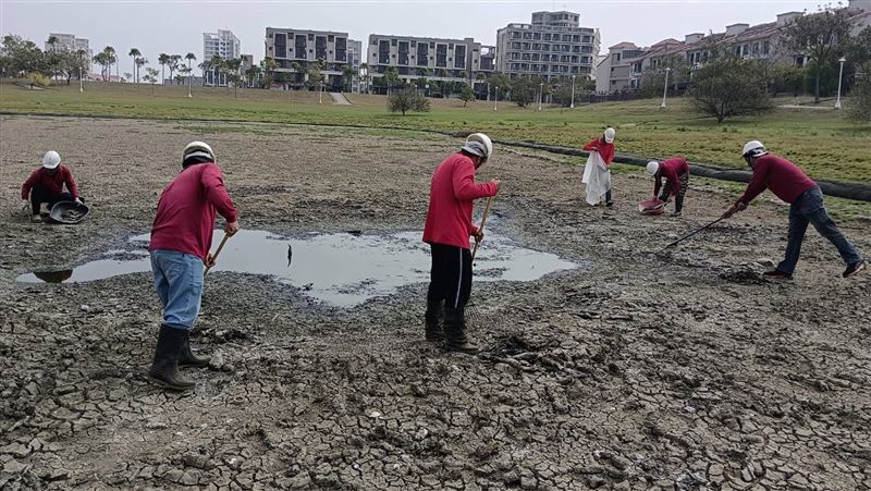 公園滯洪池乾涸飄惡臭　清出400條魚屍